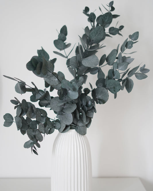 Eukalyptus Cenerea grün-blau konserviert