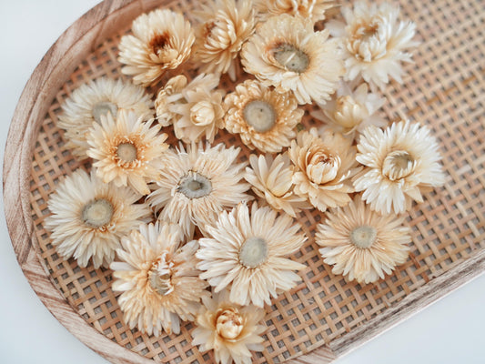 Trockenblumen Strohblumenköpfe creme-beige, Streudeko