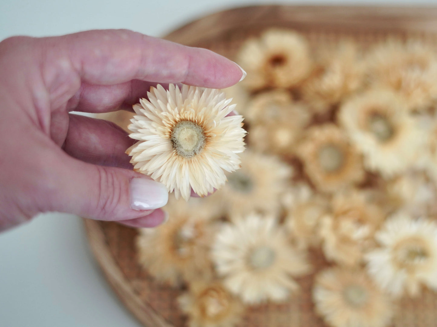 Trockenblumen Strohblumenköpfe creme-beige, Streudeko