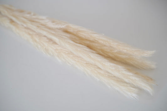 Pampasgras flauschig weiß