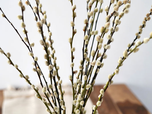 Detailaufnahme Weidenkätzchen Zweig mit flauschiger natürlicher Struktur
