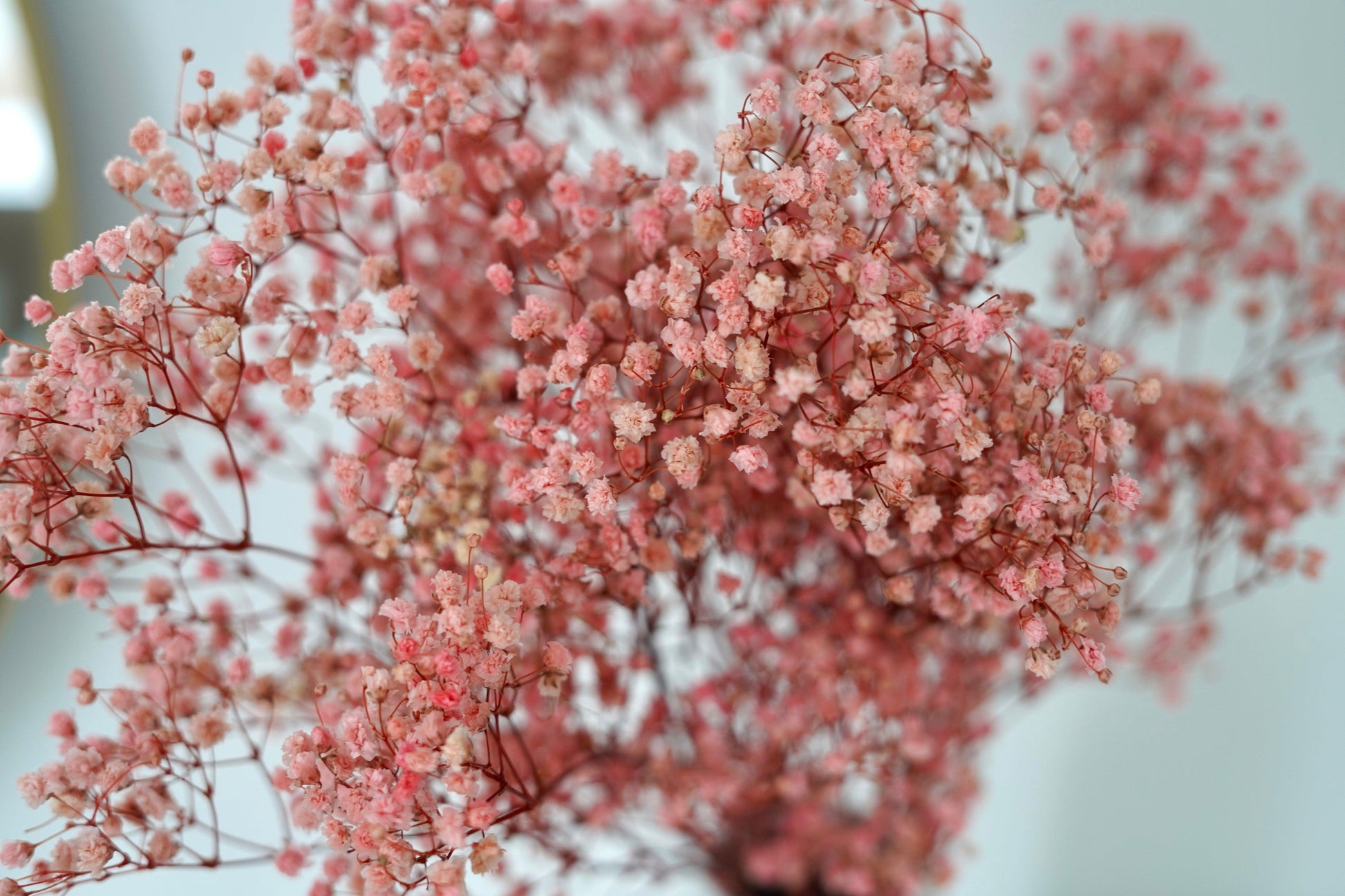 Trockenblumenstrauß Schleierkraut rosa