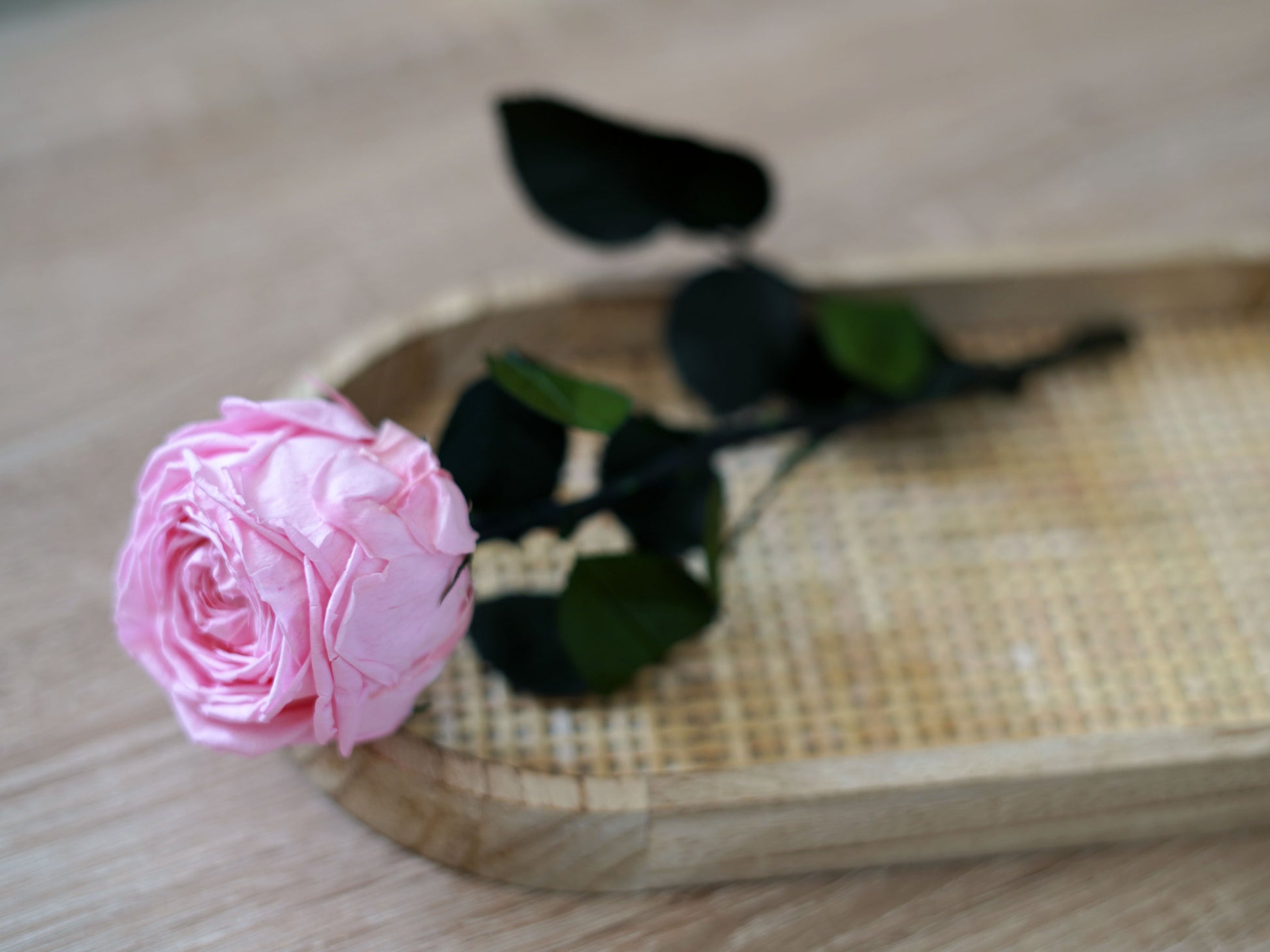 Konservierte echte Rose – Englische Infinity-Rose rosa