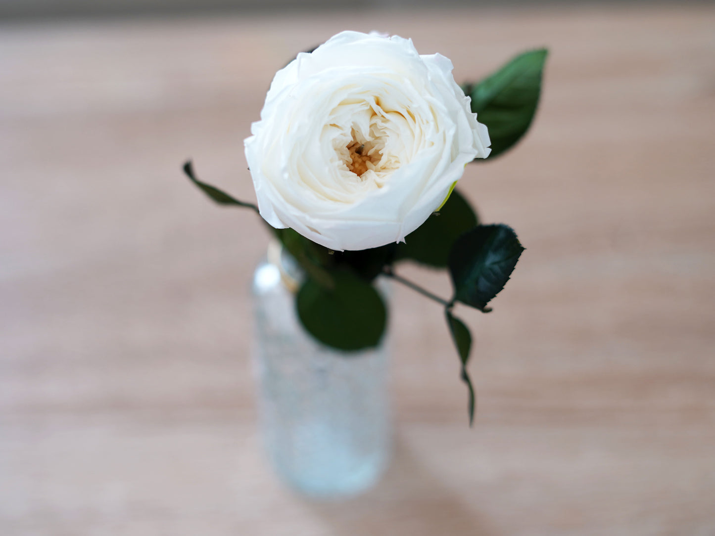 Konservierte echte Rose – Englische Infinity-Rose weiß