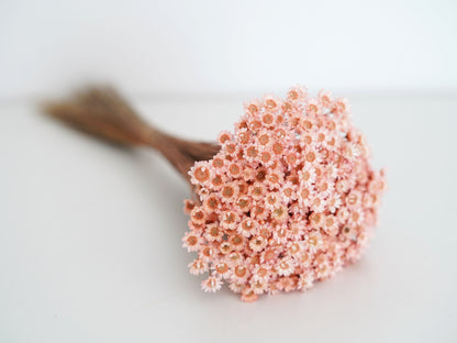 Trockenblumen Glixia