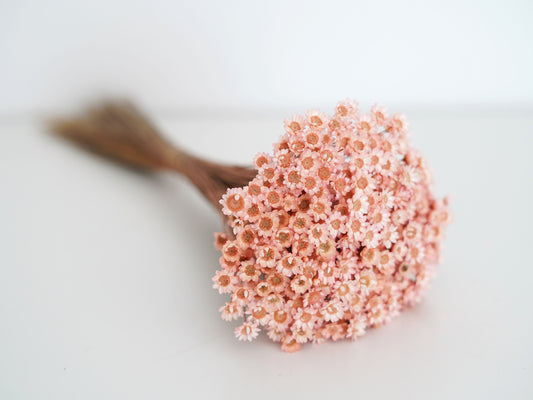 Trockenblumen Glixia