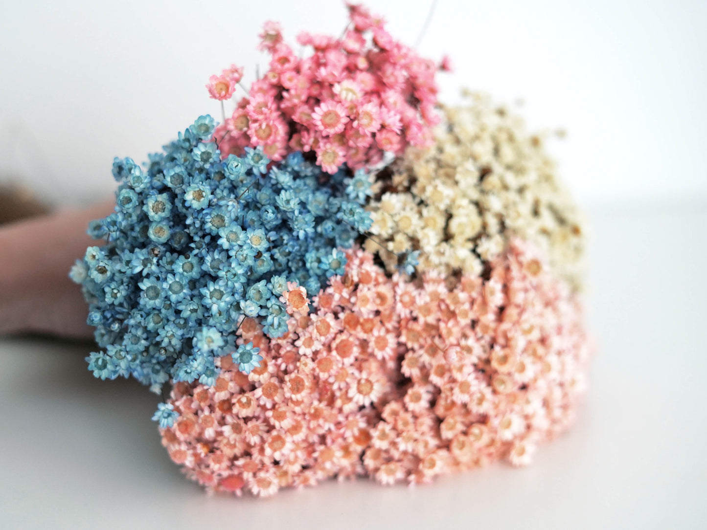 Trockenblumen Glixia