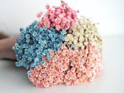 Trockenblumen Glixia
