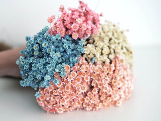 Trockenblumen Glixia