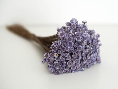 Trockenblumen Glixia
