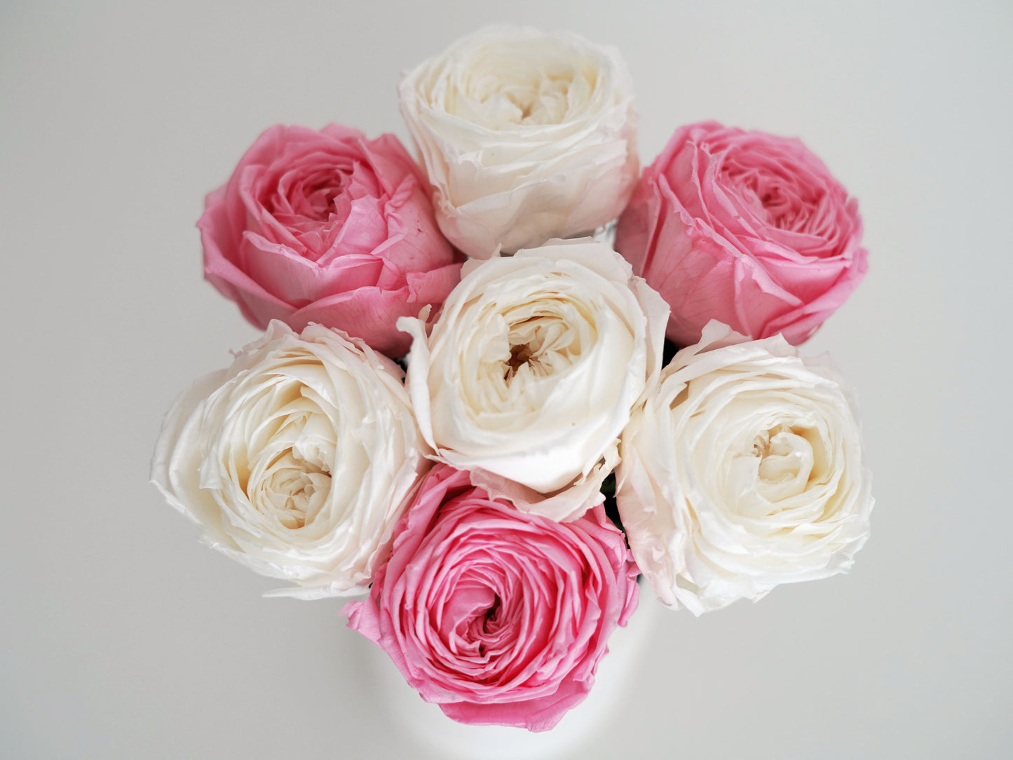 Blumenstrauß: Konservierte echte Rose – Englische Infinity-Rose weiß, rosa