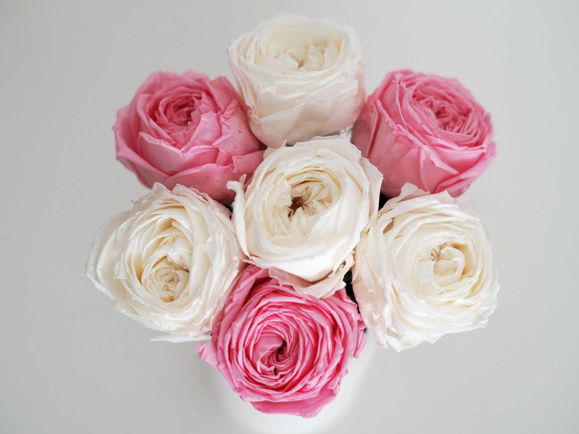 Blumenstrauß: Konservierte echte Rose – Englische Infinity-Rose weiß, rosa