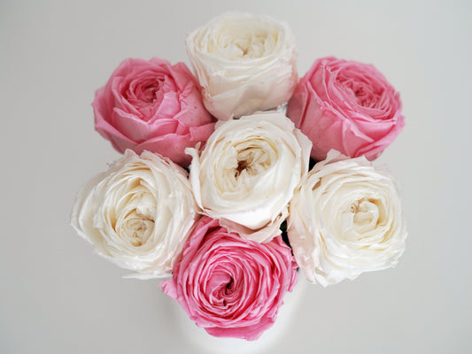 Blumenstrauß: Konservierte echte Rose – Englische Infinity-Rose weiß, rosa