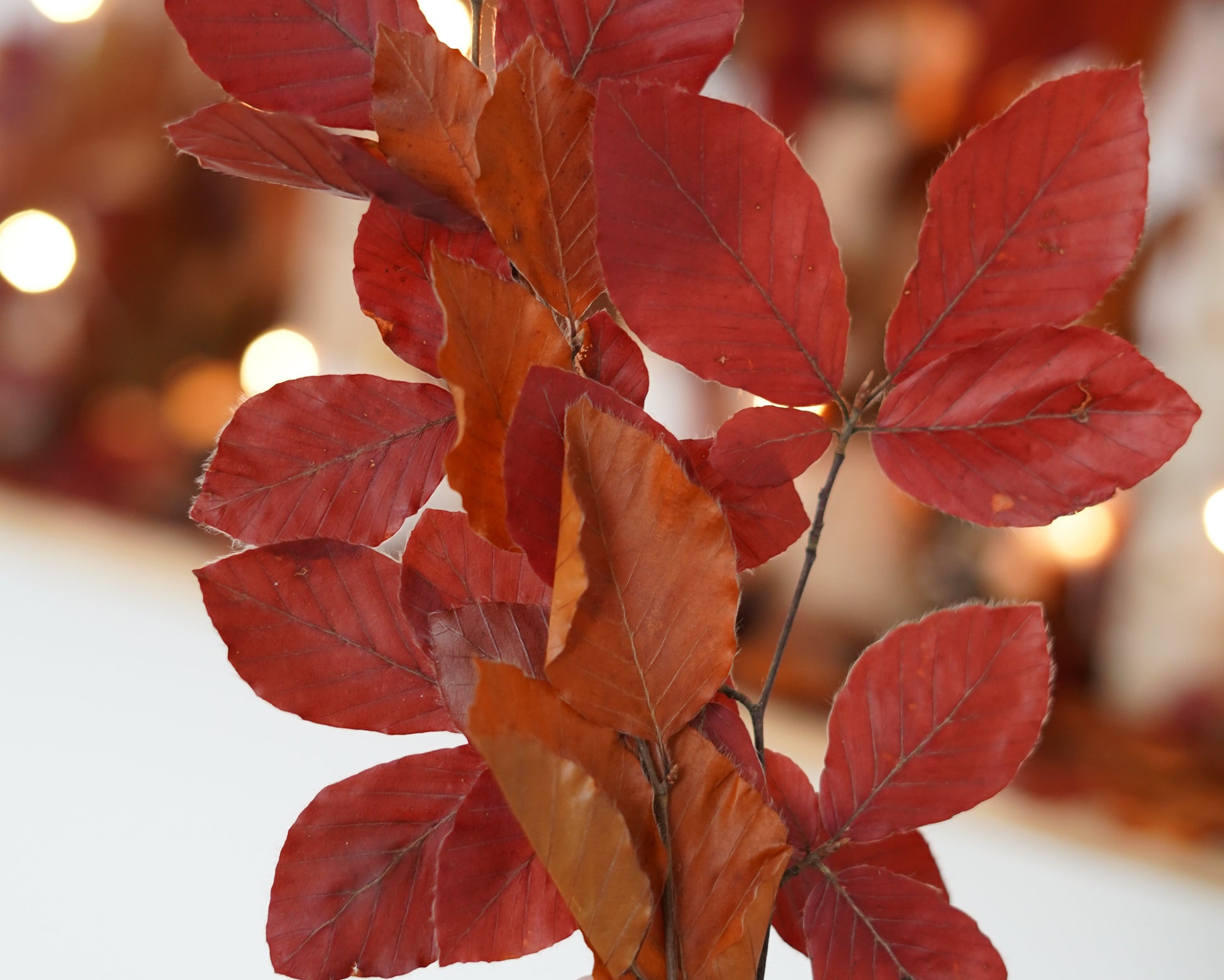 Herbstdekoration konservierte Buchenzweige