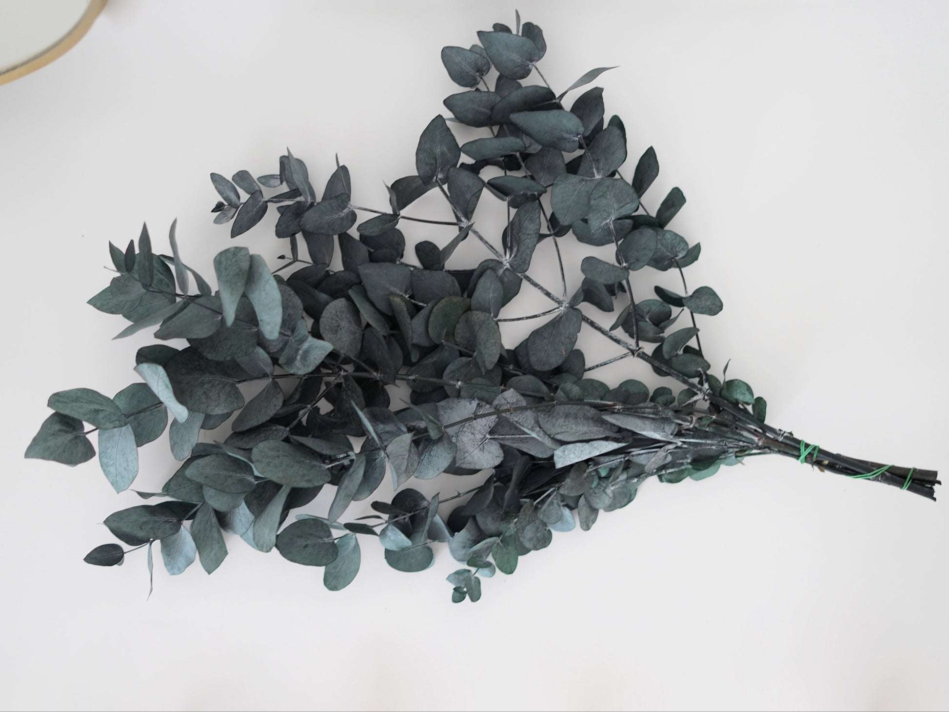 Eukalyptus Cenerea grün-blau konserviert