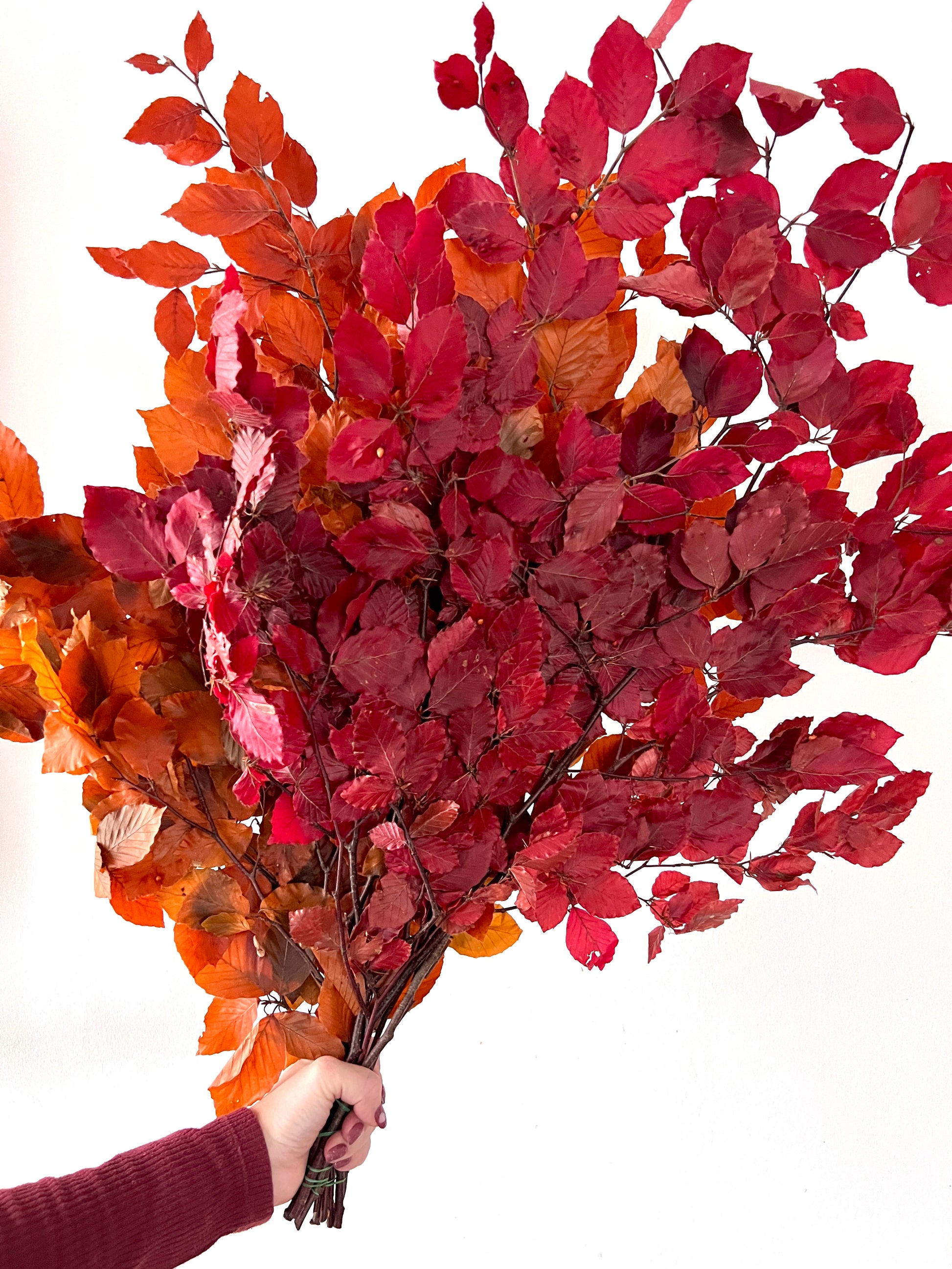 Herbstdekoration konservierte Buchenzweige