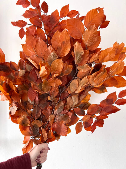 Herbstdekoration: Konservierte Buchenzweige orange