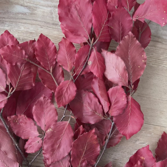 Herbstdekoration konservierte Buchenzweige