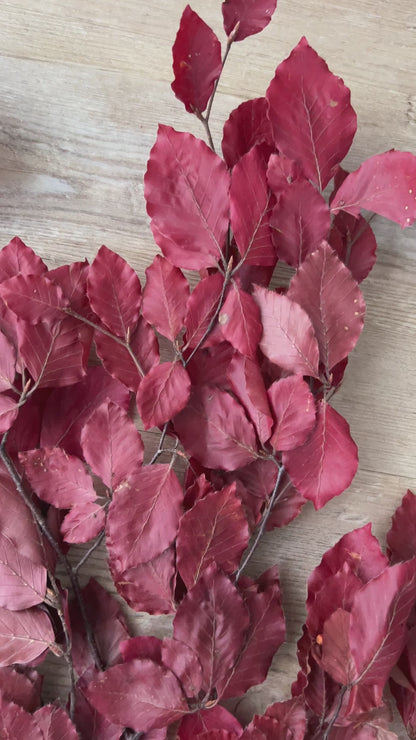 Herbstdekoration konservierte Buchenzweige